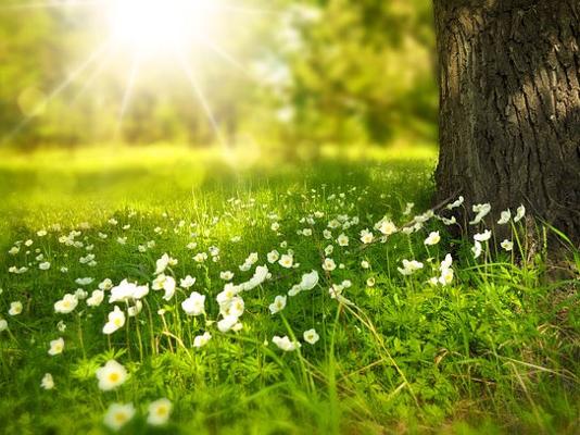 Sonne Wiese weiße Blüten Baumstamm