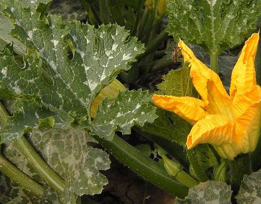 Zucchini mit Blüte